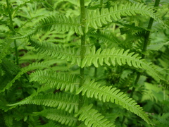 Oreopteris limbosperma