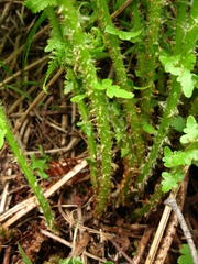Oreopteris limbosperma