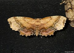 Cepphis armataria