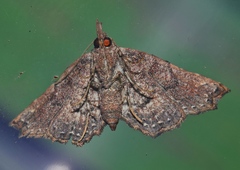 Hypertrocta brunnea