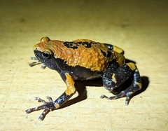 Uperodon triangularis