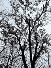 Quercus acutissima