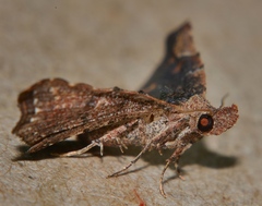 Hypertrocta brunnea