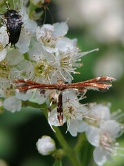 Geina tenuidactylus