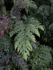 Tectaria griffithii