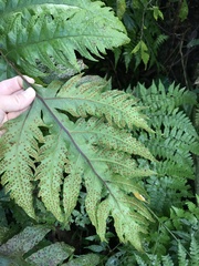 Tectaria griffithii