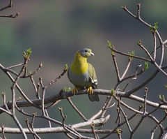 Treron phoenicopterus