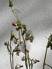 Crassocephalum crepidioides