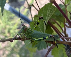 Zoniopoda tarsata