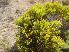 Leucadendron linifolium