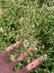 Capsella bursa-pastoris