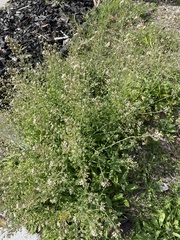 Capsella bursa-pastoris