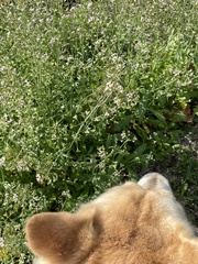 Capsella bursa-pastoris