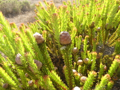 Leucadendron linifolium