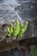 Pleopeltis polypodioides