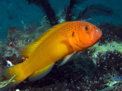 Pseudochromis moorei