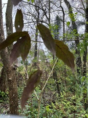 Bignonia capreolata