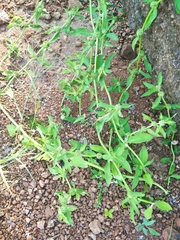 Spermacoce ocymoides