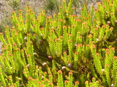 Leucadendron linifolium