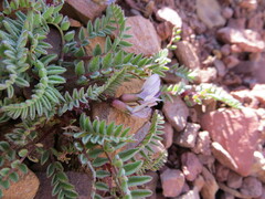 Astragalus molybdenus