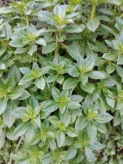 Impatiens sodenii