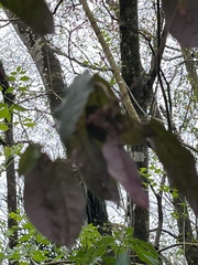 Bignonia capreolata