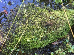 Scapania undulata