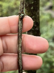 Bignonia capreolata