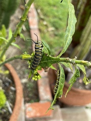 Danaus plexippus