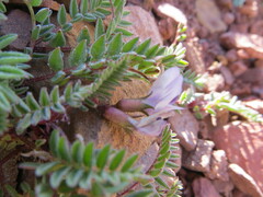 Astragalus molybdenus