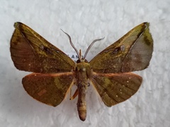 Omiza lycoraria