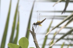 Aethriamanta brevipennis
