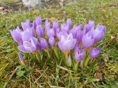 Crocus nivalis