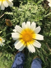 Glebionis coronaria