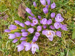 Crocus nivalis