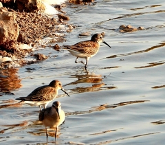 Calidris ferruginea
