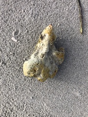 Halichondria panicea