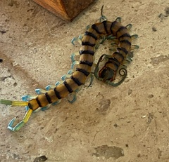 Scolopendra polymorpha