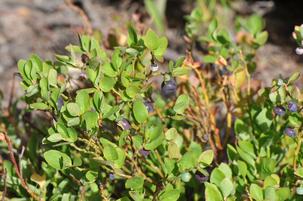 dwarf bilberry from Park County, CO, USA on August 23, 2019 at 09:21 AM ...