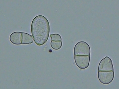 Trichothecium roseum
