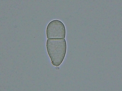 Trichothecium roseum