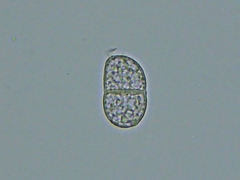 Trichothecium roseum