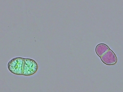 Trichothecium roseum