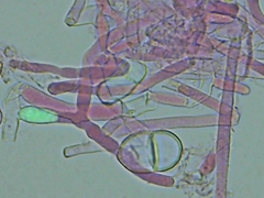 Trichothecium roseum