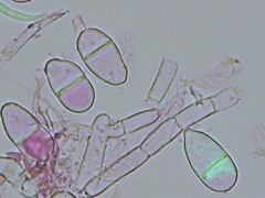 Trichothecium roseum