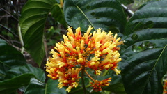 Palicourea guianensis