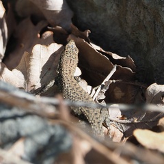 Algyroides nigropunctatus