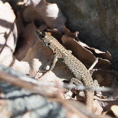 Algyroides nigropunctatus