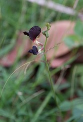 Macroptilium atropurpureum