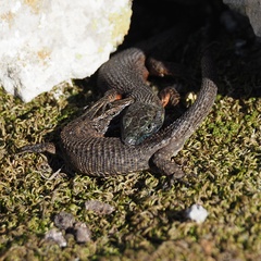 Algyroides nigropunctatus